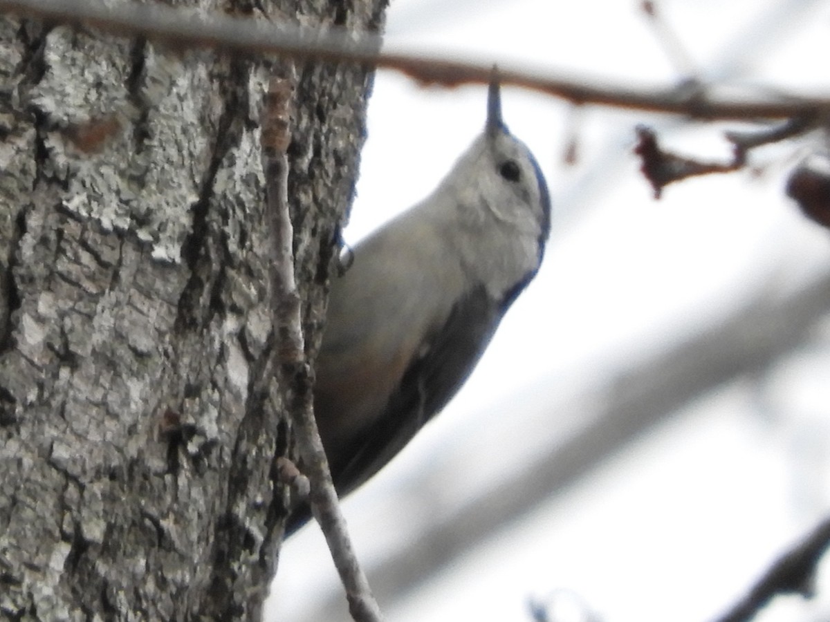 Sittelle à poitrine blanche - ML647332261