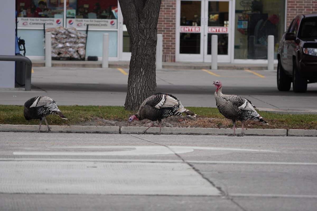 Tacchino selvatico - ML647332262