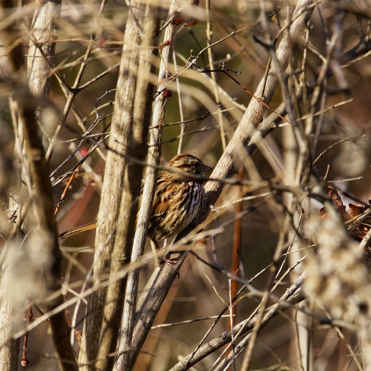 Song Sparrow - ML647332273