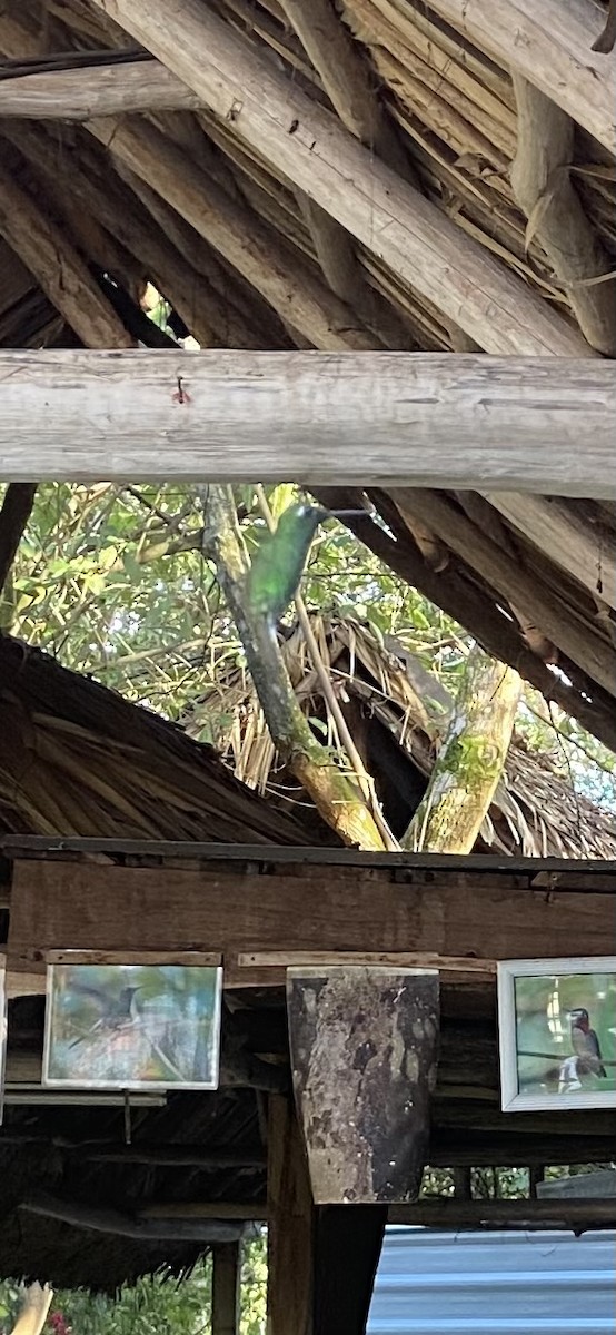 Cuban Emerald - ML647332276