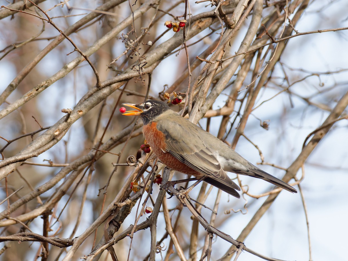 American Robin - ML647332277