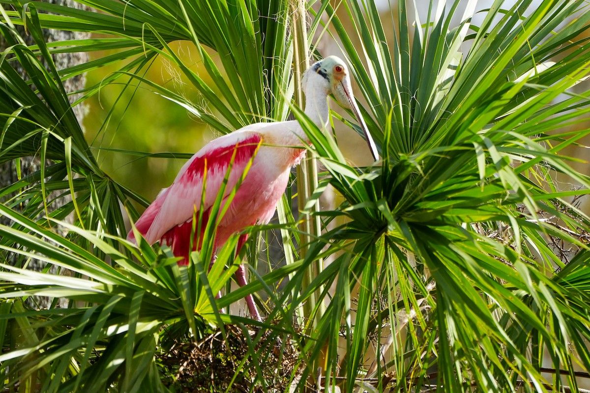 Roseate Spoonbill - ML647332278