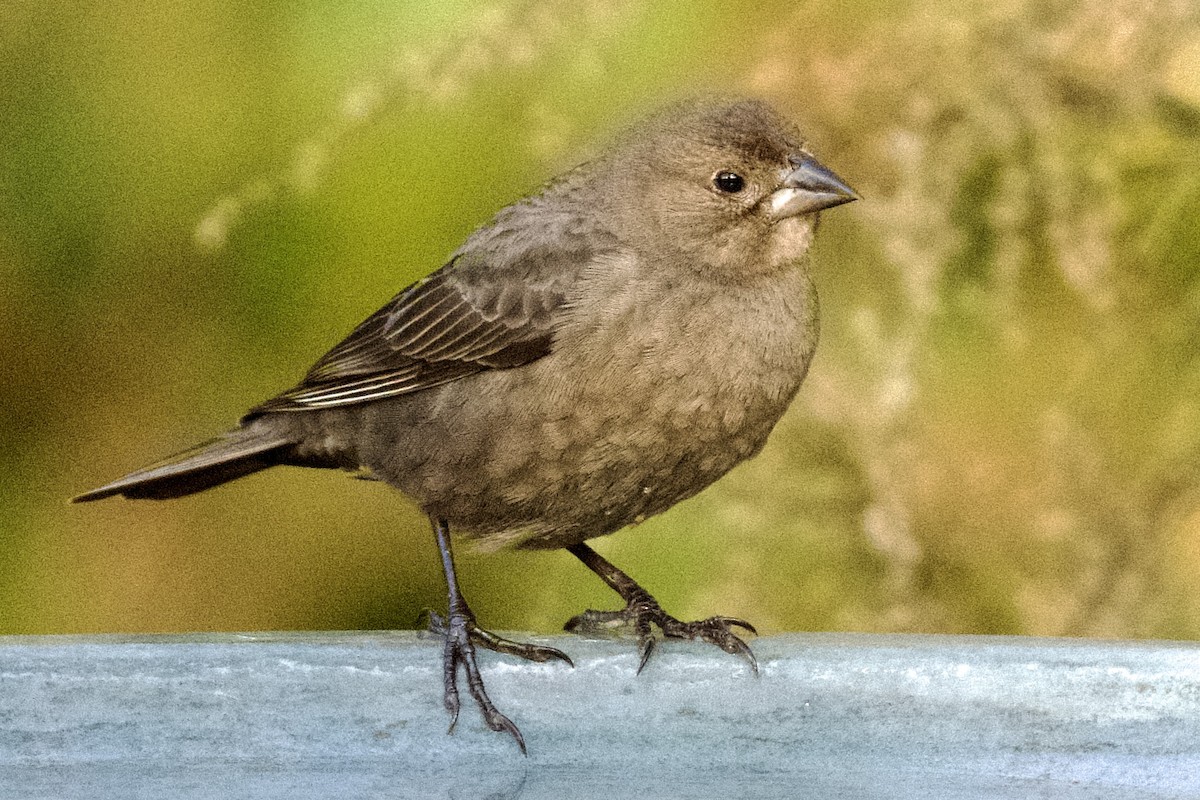 Brown-headed Cowbird - ML647332280