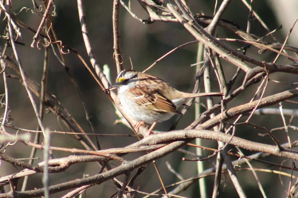 White-throated Sparrow - ML647332287