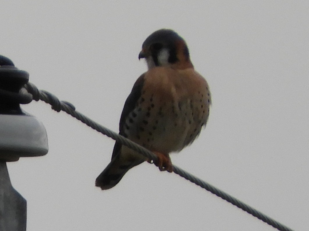 Crécerelle d'Amérique - ML647332311