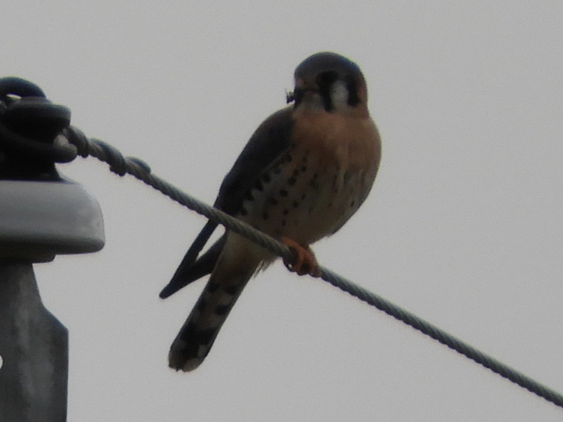 Crécerelle d'Amérique - ML647332312