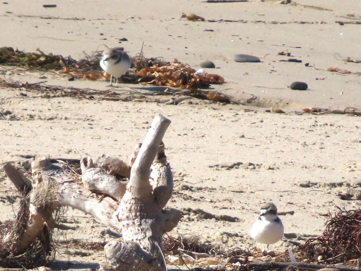 Snowy Plover - ML647332316