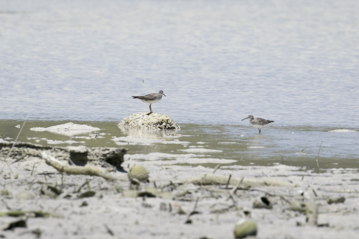 Playero Siberiano - ML647332319