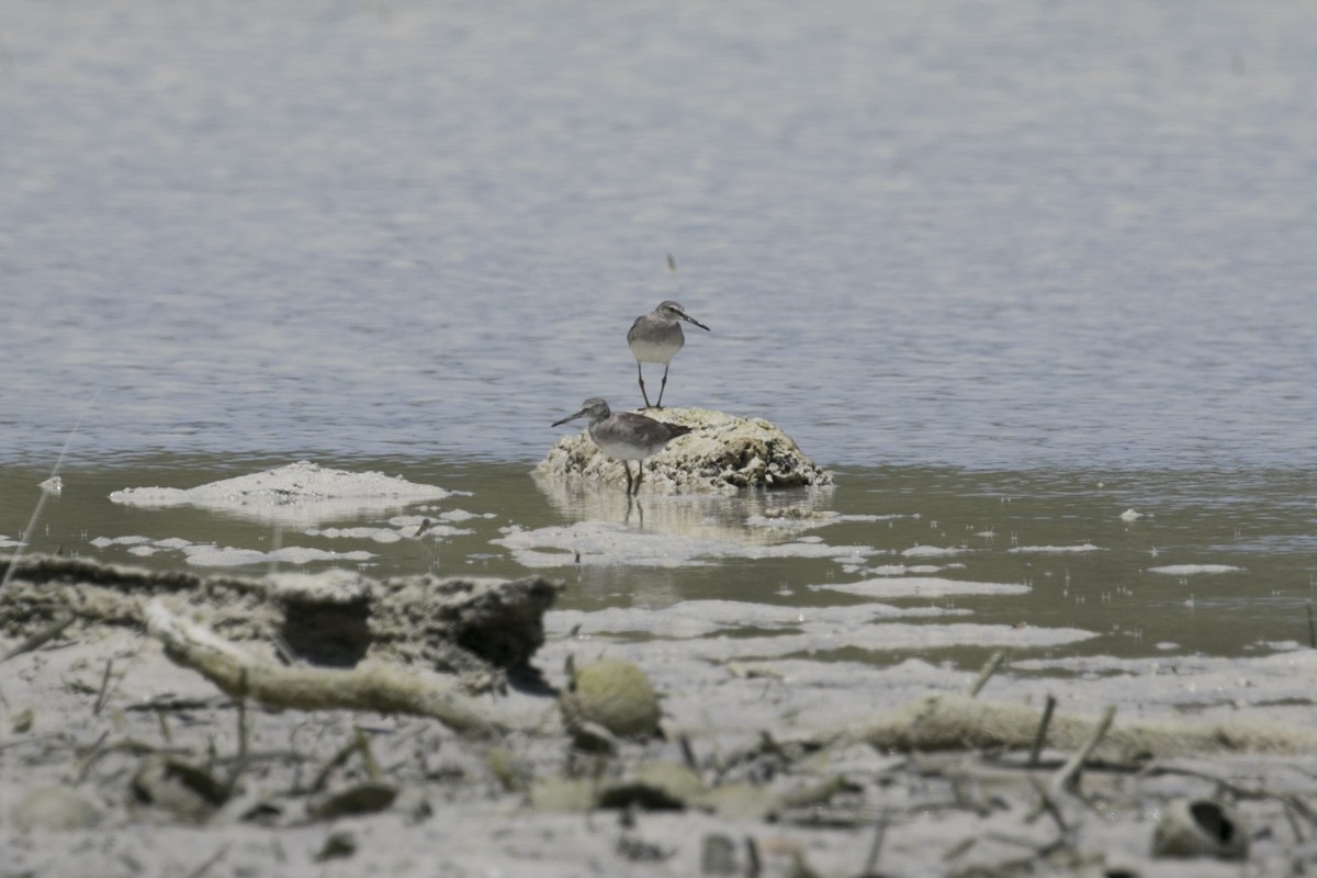 Playero Siberiano - ML647332324