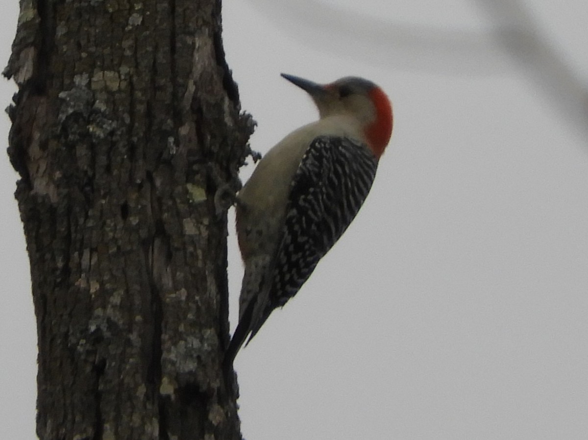 Pic à ventre roux - ML647332345