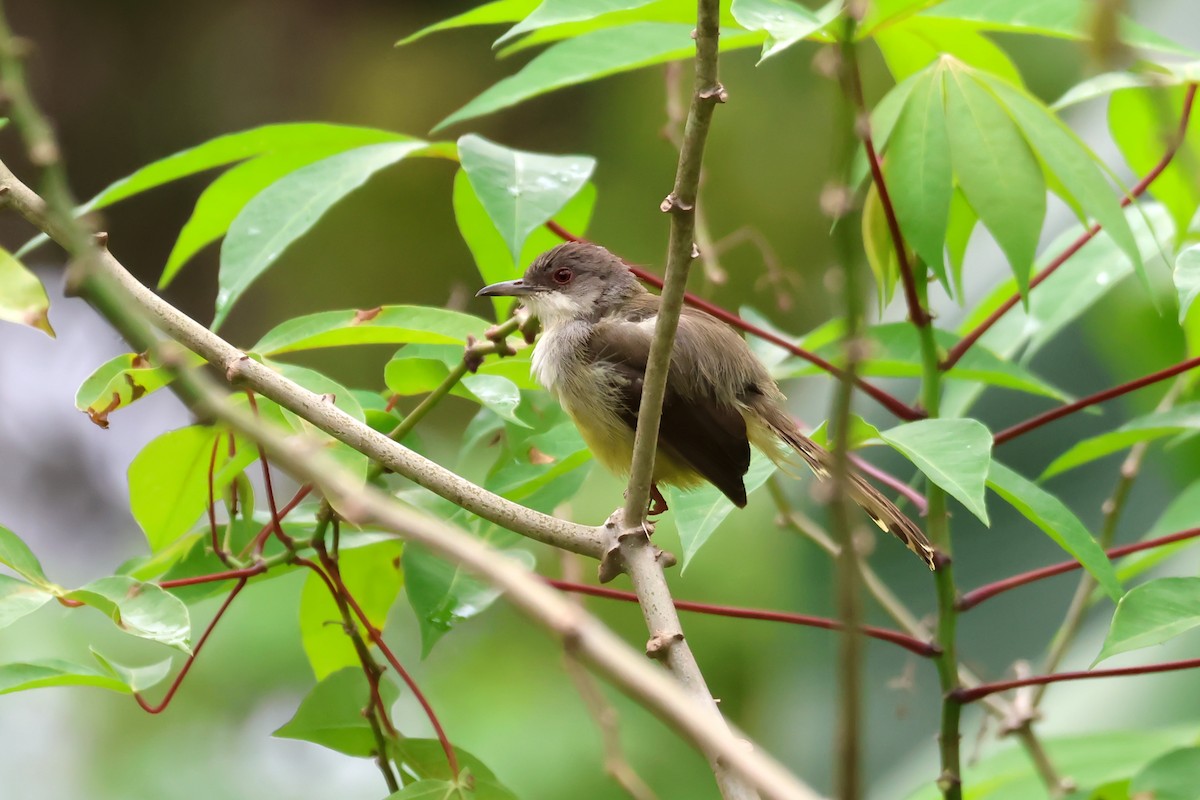 Bar-winged Prinia - ML647332346