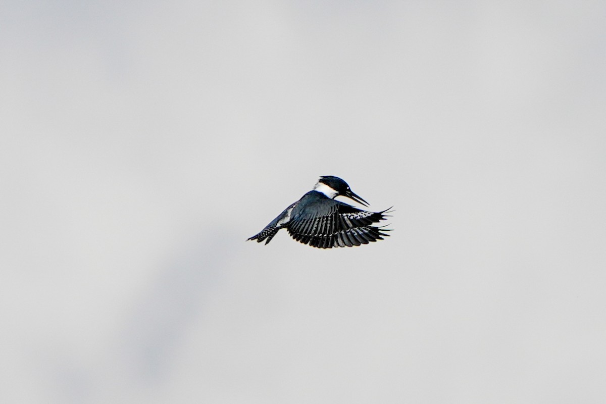 שלדג אמריקני - ML647332353