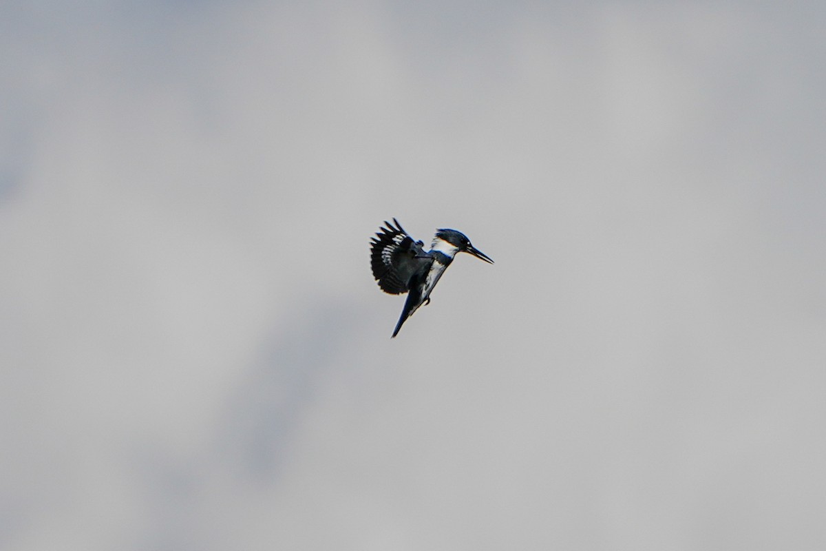 שלדג אמריקני - ML647332354