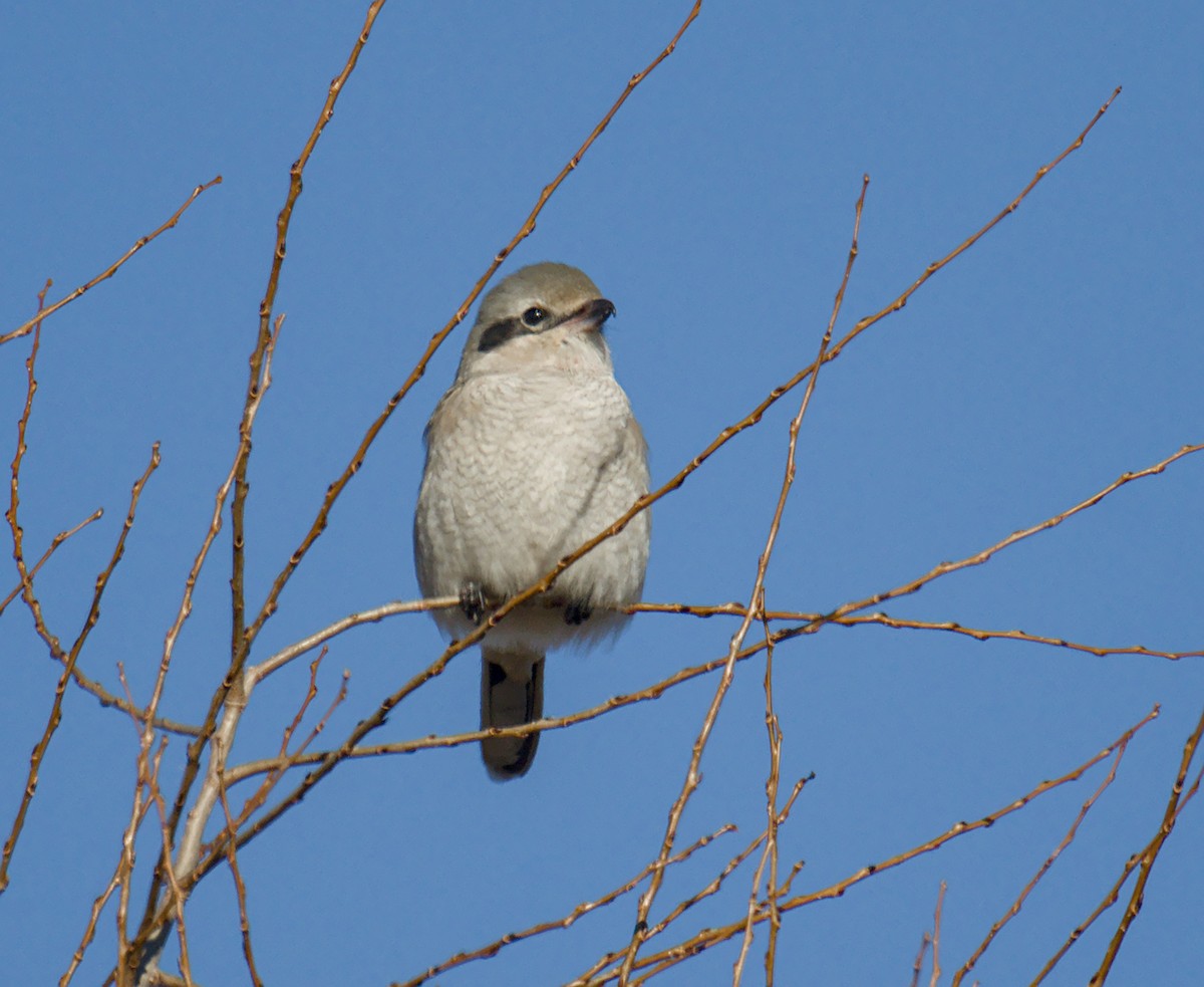 ťuhýk severní - ML647332358