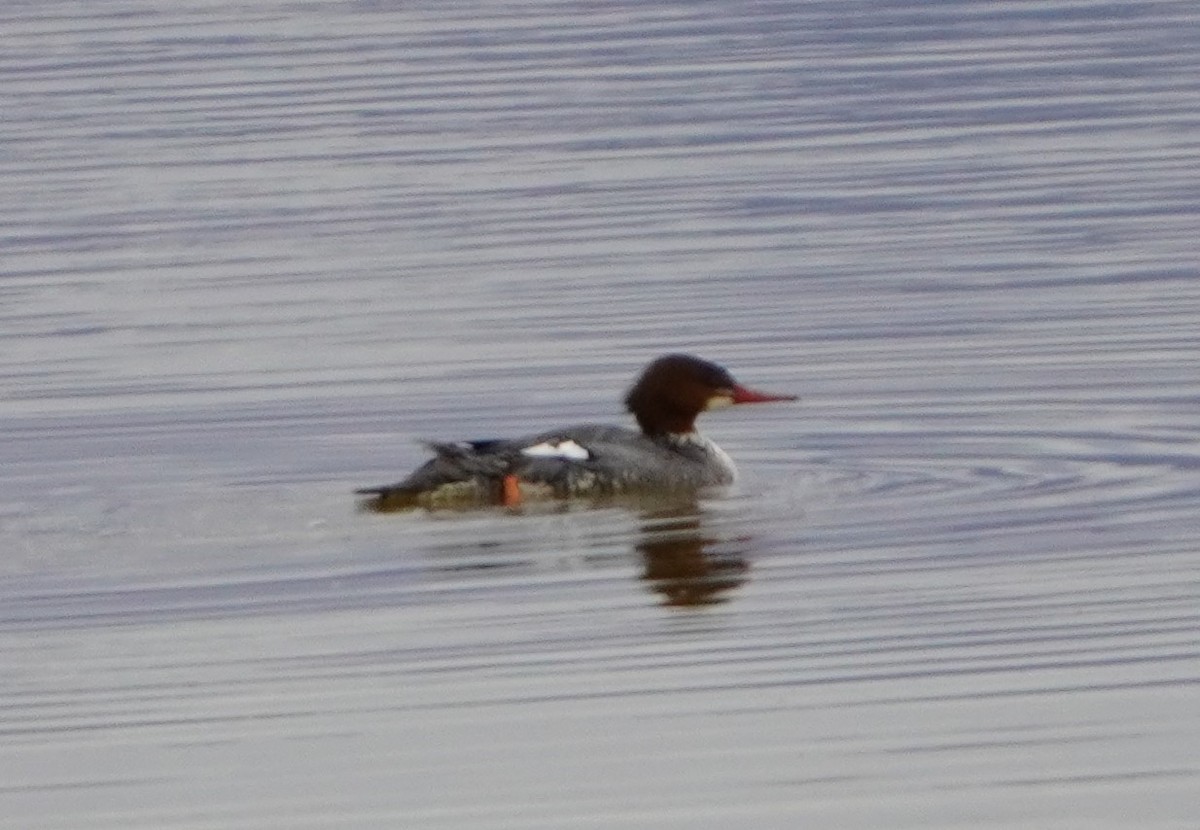 Smergo maggiore - ML647332396