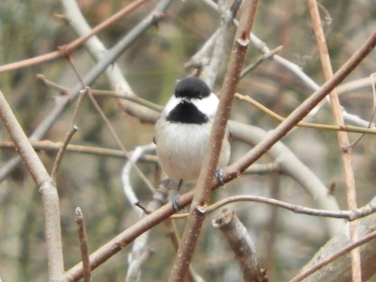 Mésange de Caroline - ML647332398