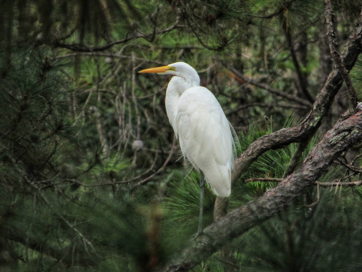 Great Egret - ML647332402