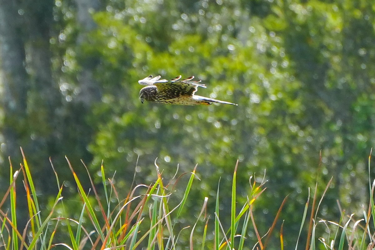 Mirotz zuri iparramerikarra - ML647332403