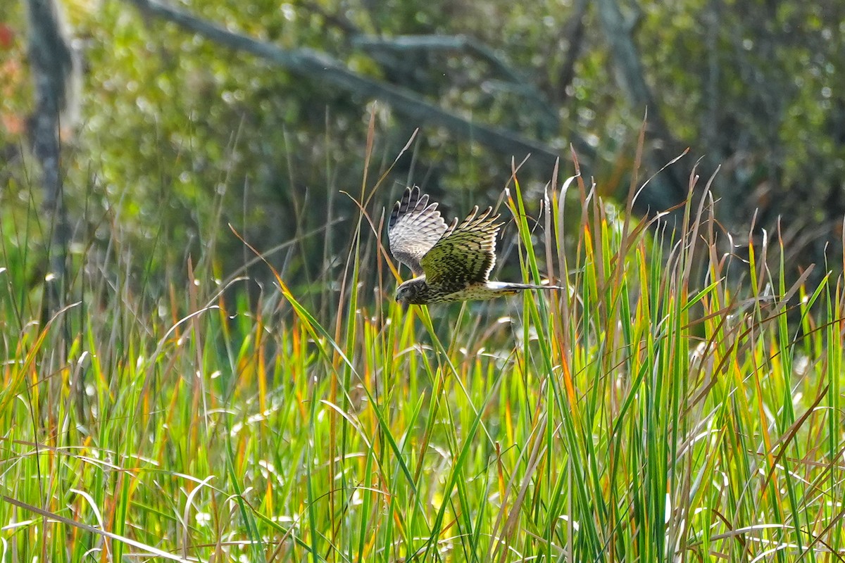 Mirotz zuri iparramerikarra - ML647332404