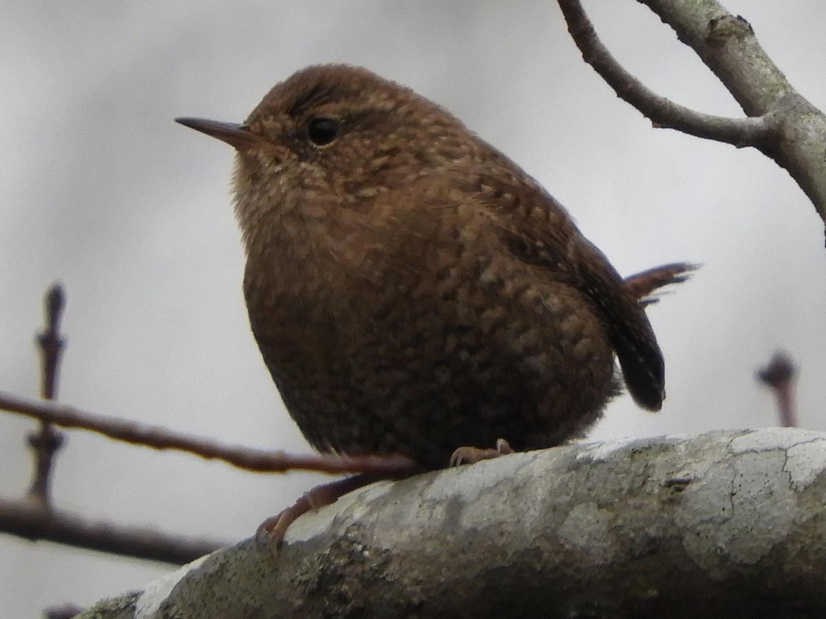Troglodyte des forêts - ML647332405