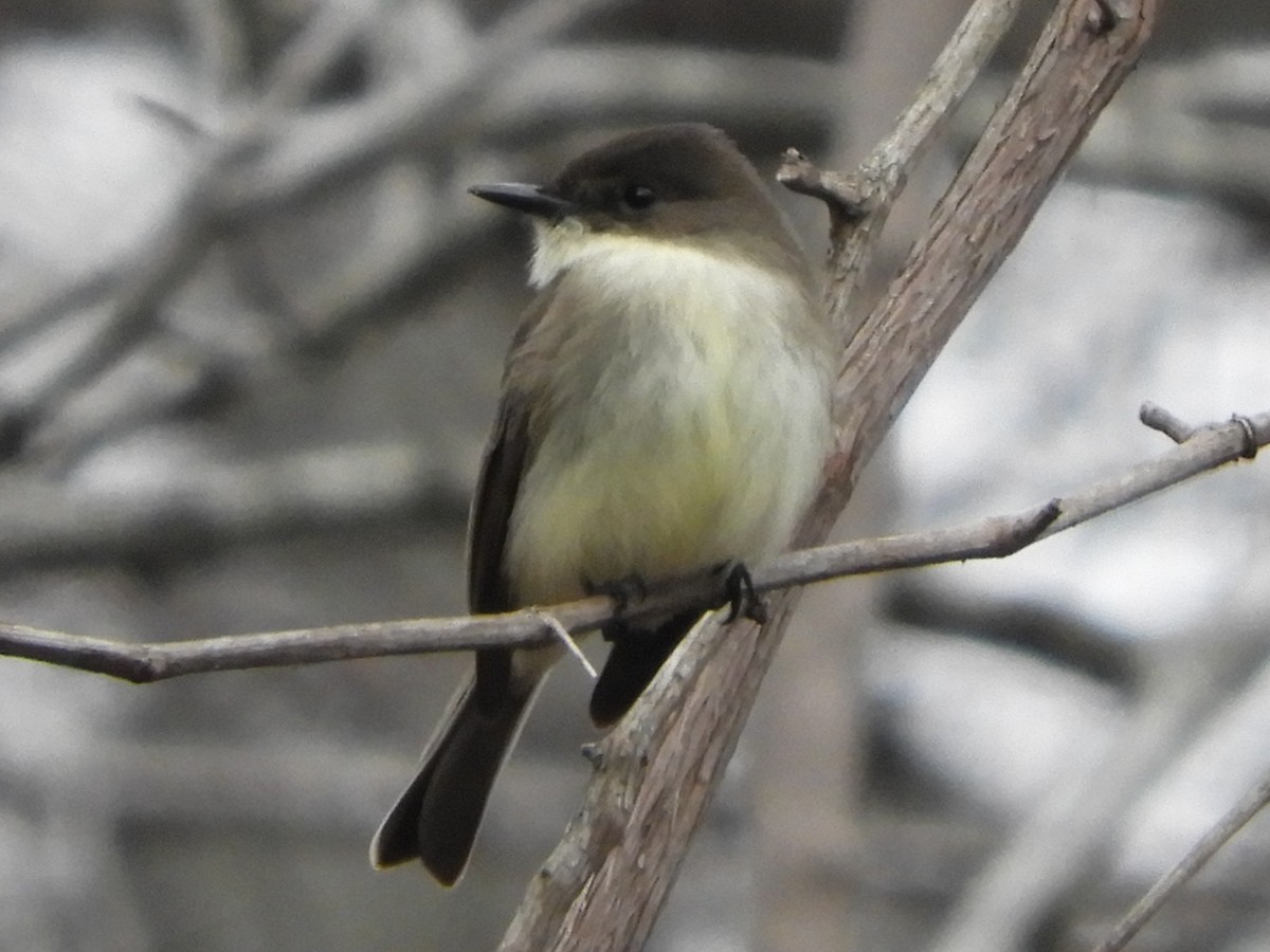 Moucherolle phébi - ML647332417