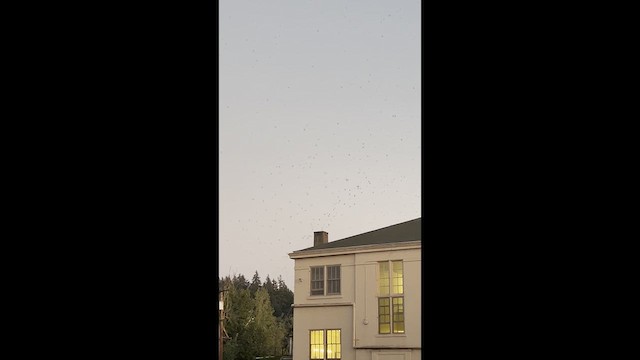 Vaux İğnekuyruğu - ML647332426