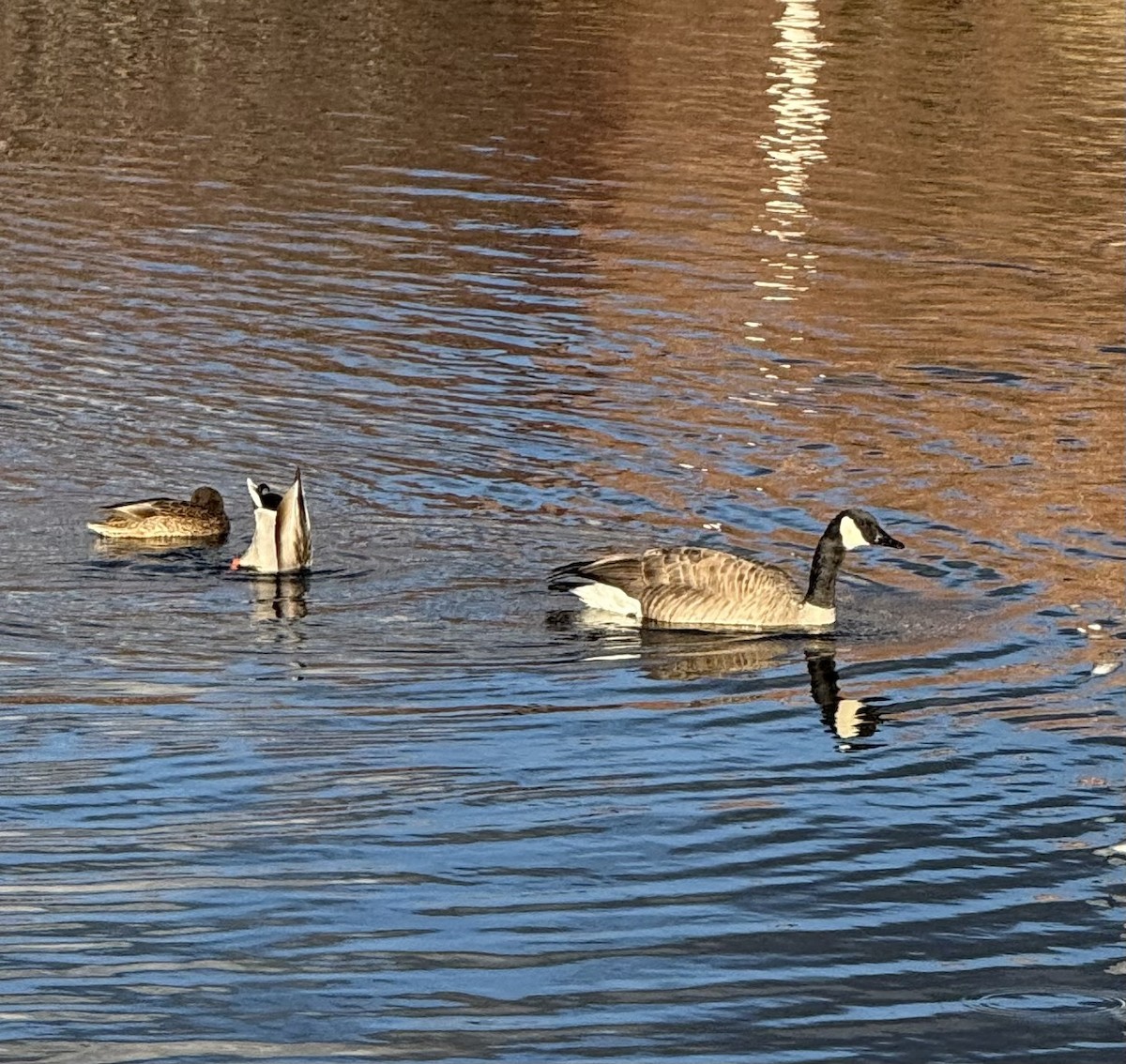 kanadagås - ML647332428