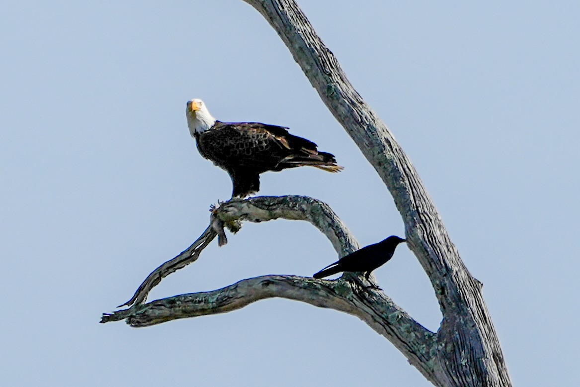 Орлан білоголовий - ML647332433