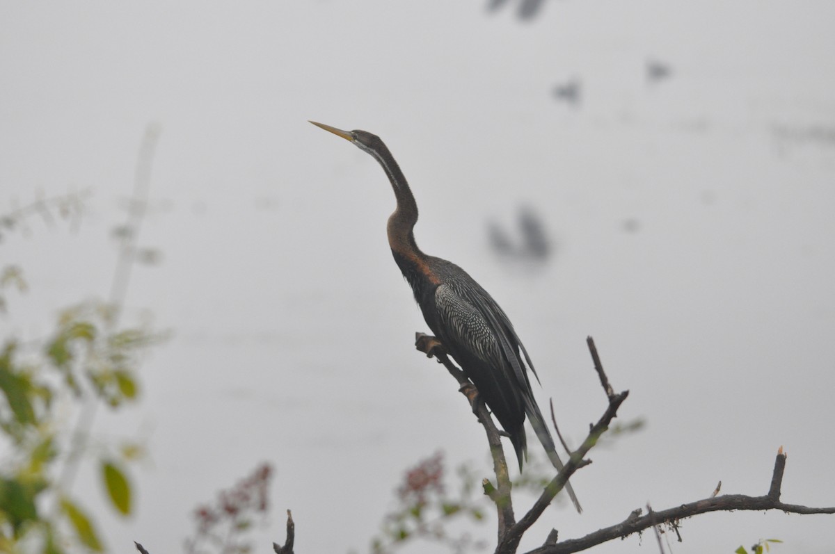 Oriental Darter - ML647332440