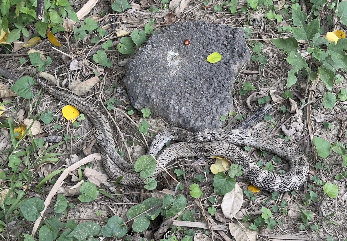 Animals - ML647332441