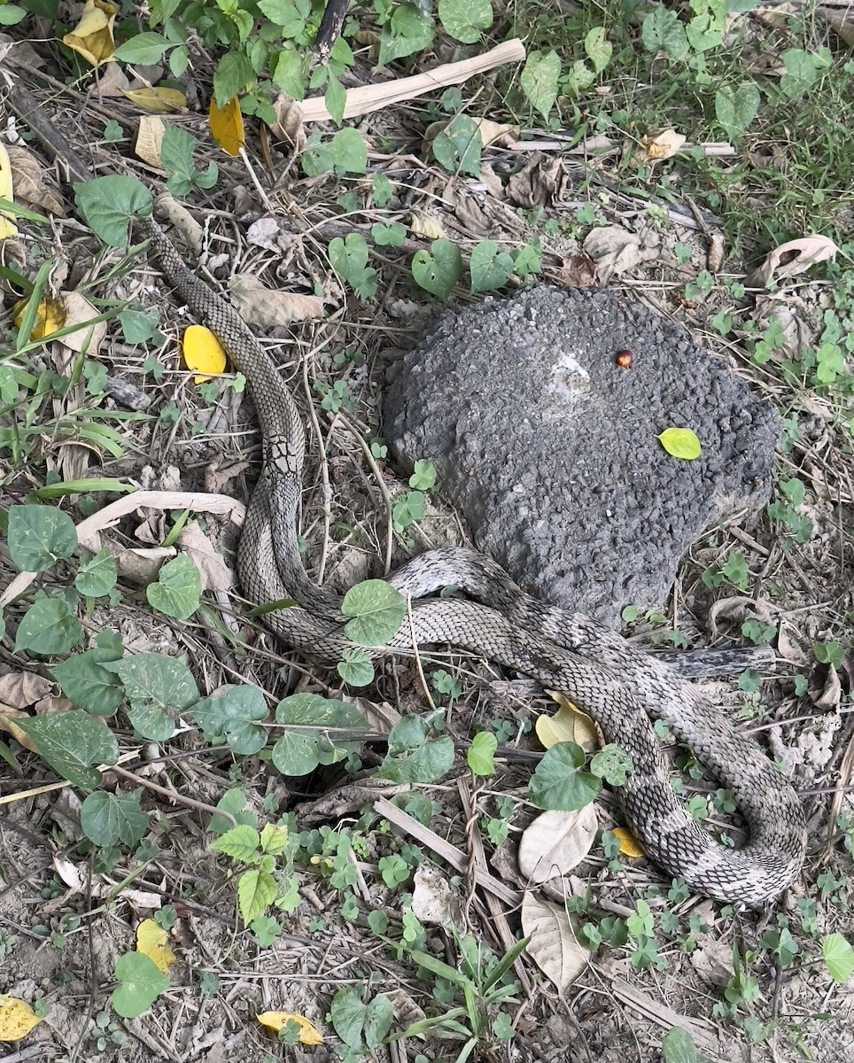 Animals - ML647332442