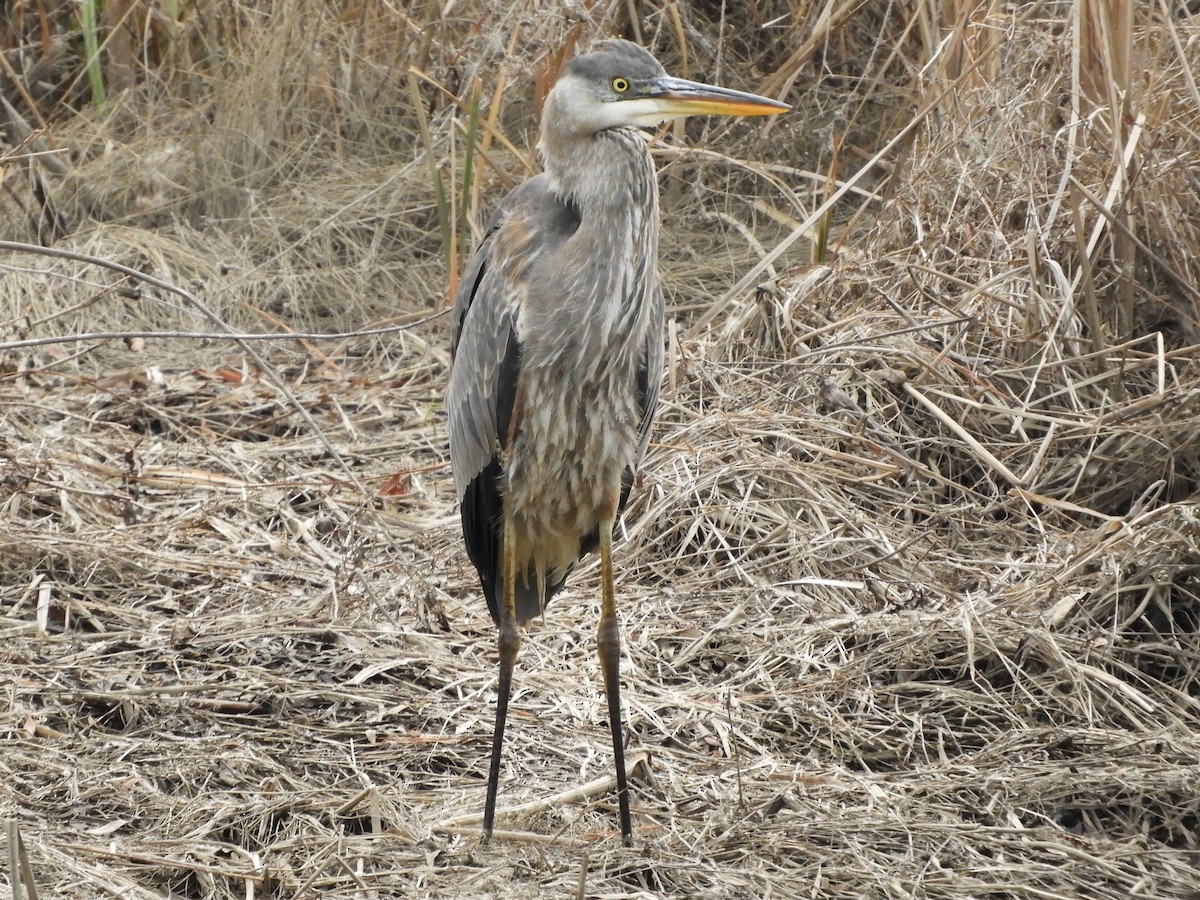 Grand Héron - ML647332459