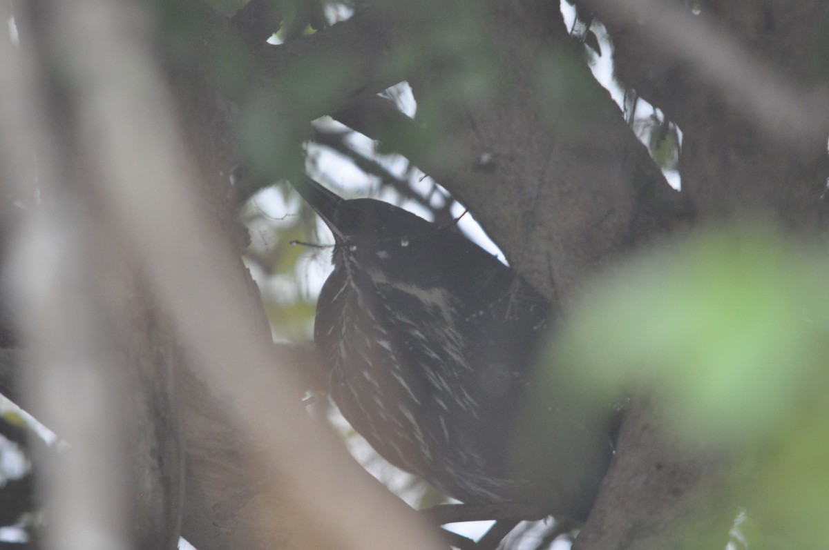 Black Bittern - ML647332469