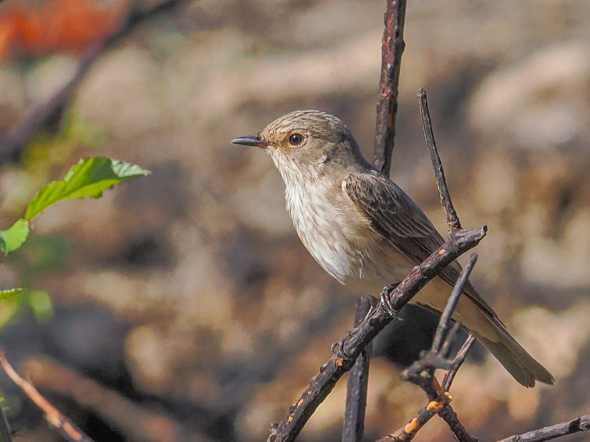 Spotted Flycatcher - ML647332474