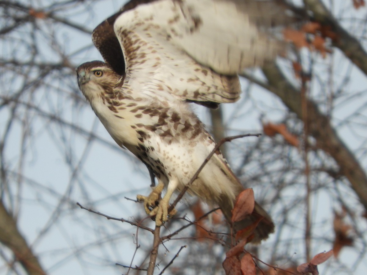 Buse à queue rousse - ML647332478
