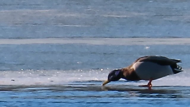 Yeşilbaş - ML647332479