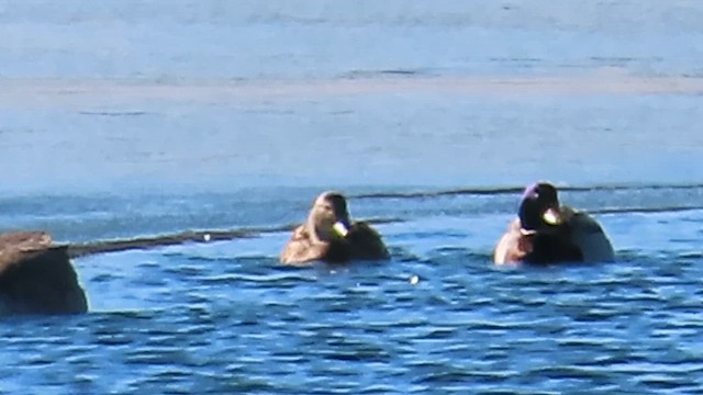 Yeşilbaş - ML647332481