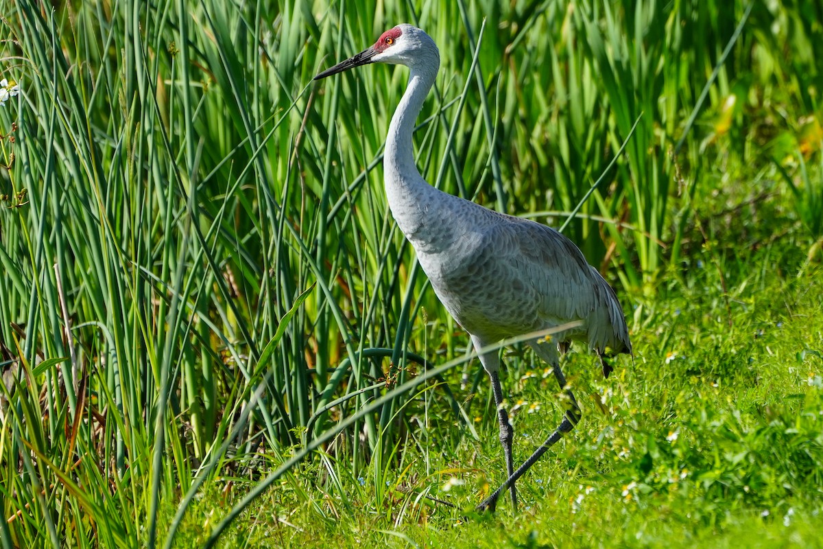 kanadatrane - ML647332484