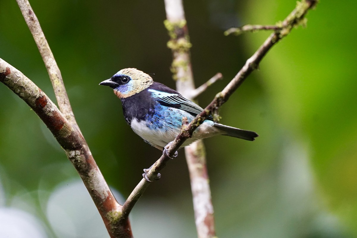 Golden-hooded Tanager - ML647332509