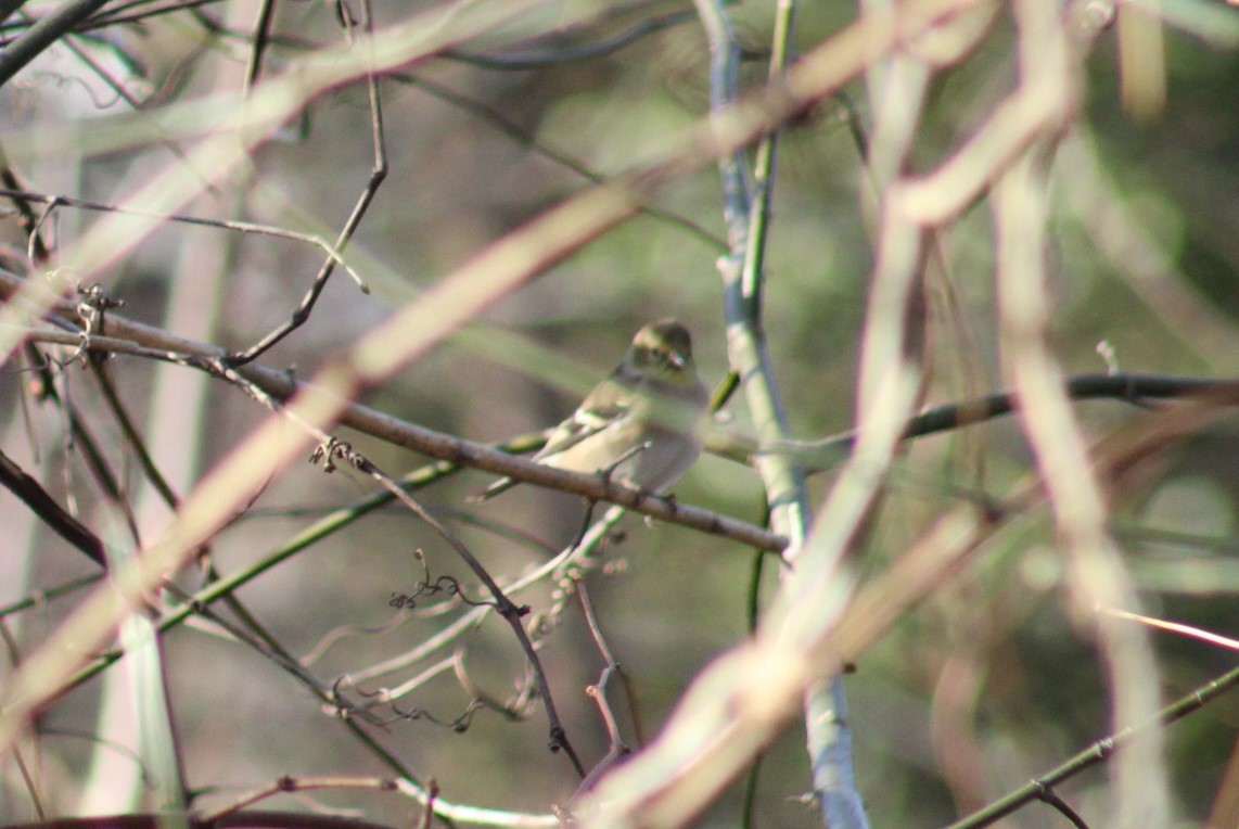American Goldfinch - ML647332512