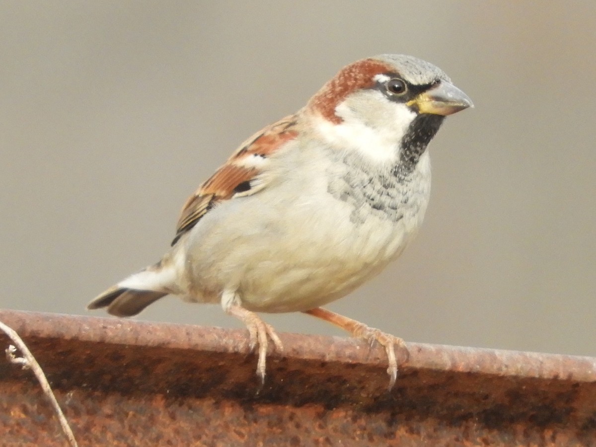 Moineau domestique - ML647332513