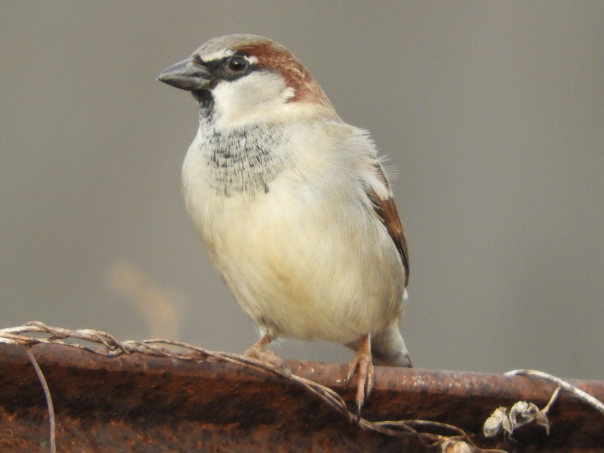 Moineau domestique - ML647332514