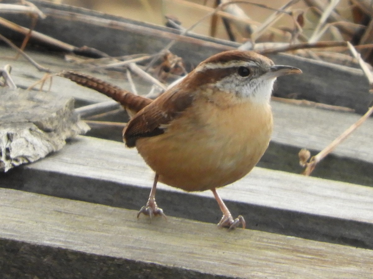 Troglodyte de Caroline - ML647332523