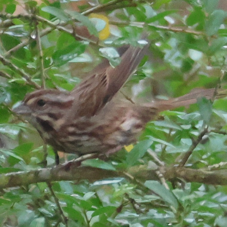 Song Sparrow - ML647332531