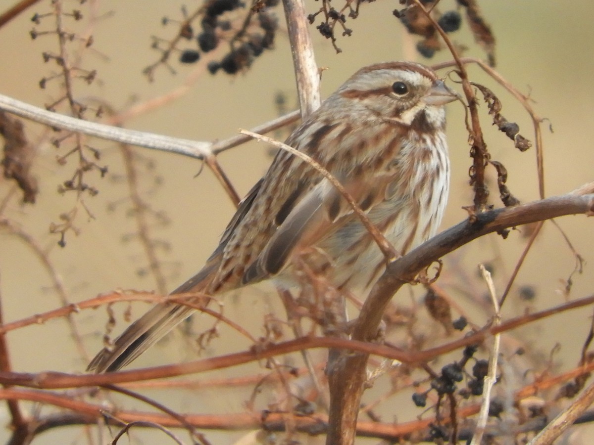 Bruant chanteur - ML647332532