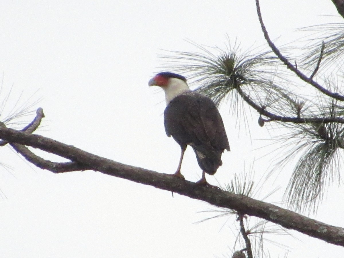 Crested Caracara (Northern) - ML647332537
