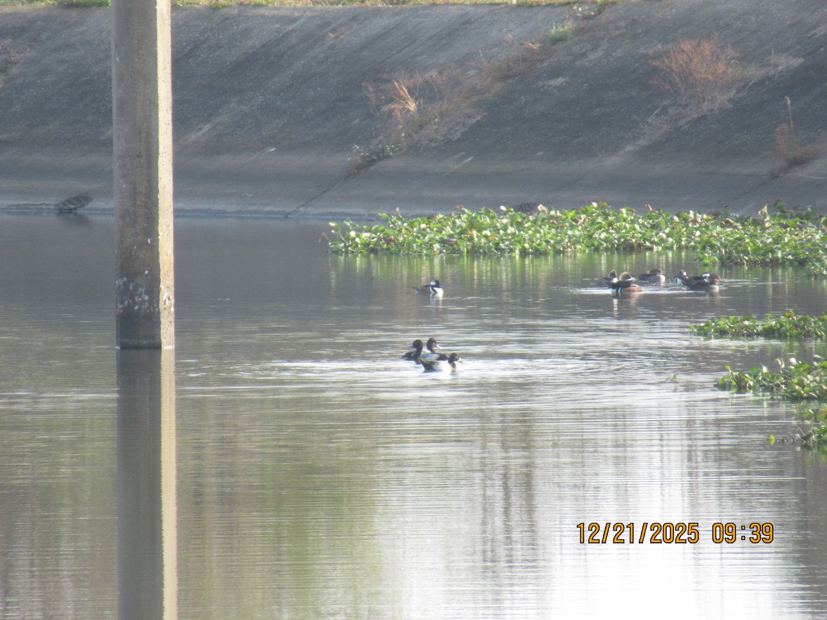 コスズガモ - ML647332542