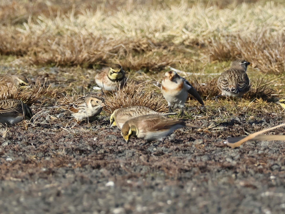 Alondra Cornuda - ML647332555