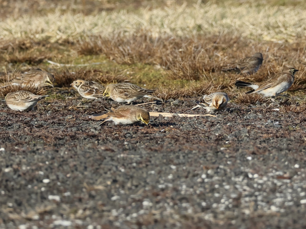 Alondra Cornuda - ML647332556