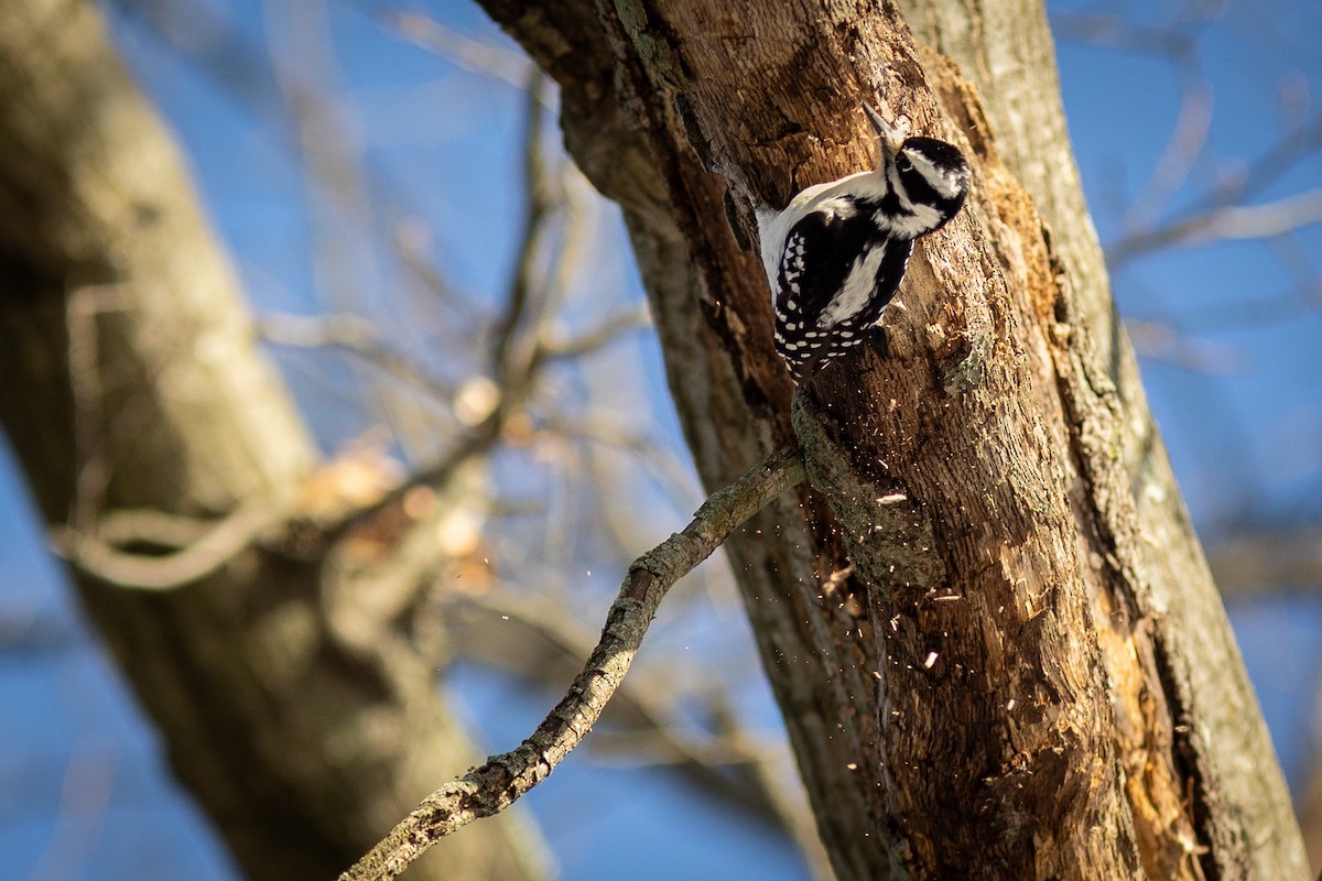 Hairy Woodpecker - ML647332569